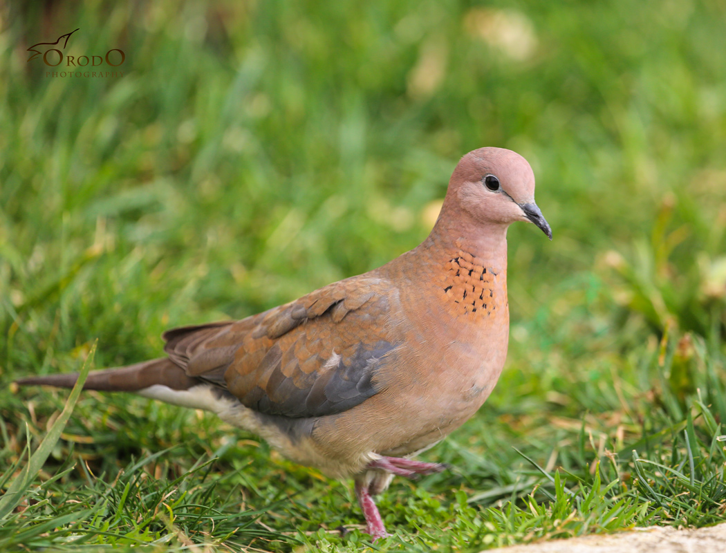 Laughing Dove