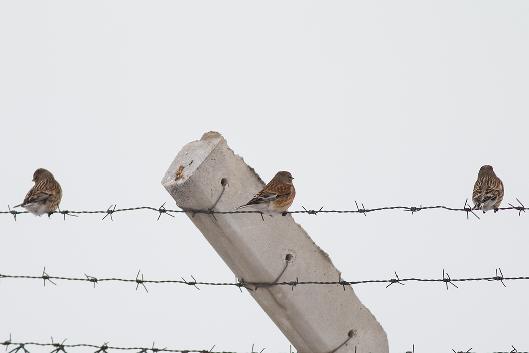 Common Linnet