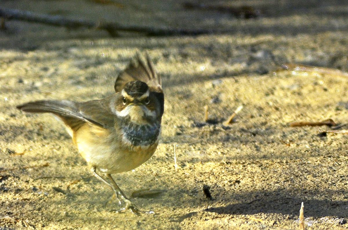 Bluethroat