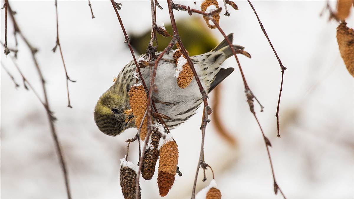 Eurasian Siskin