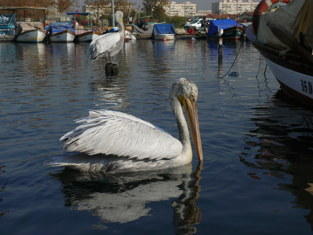 Dalmatian Pelican