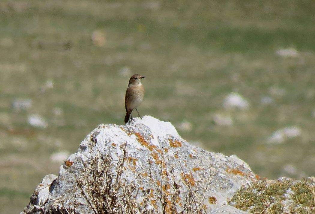 Common Redstart