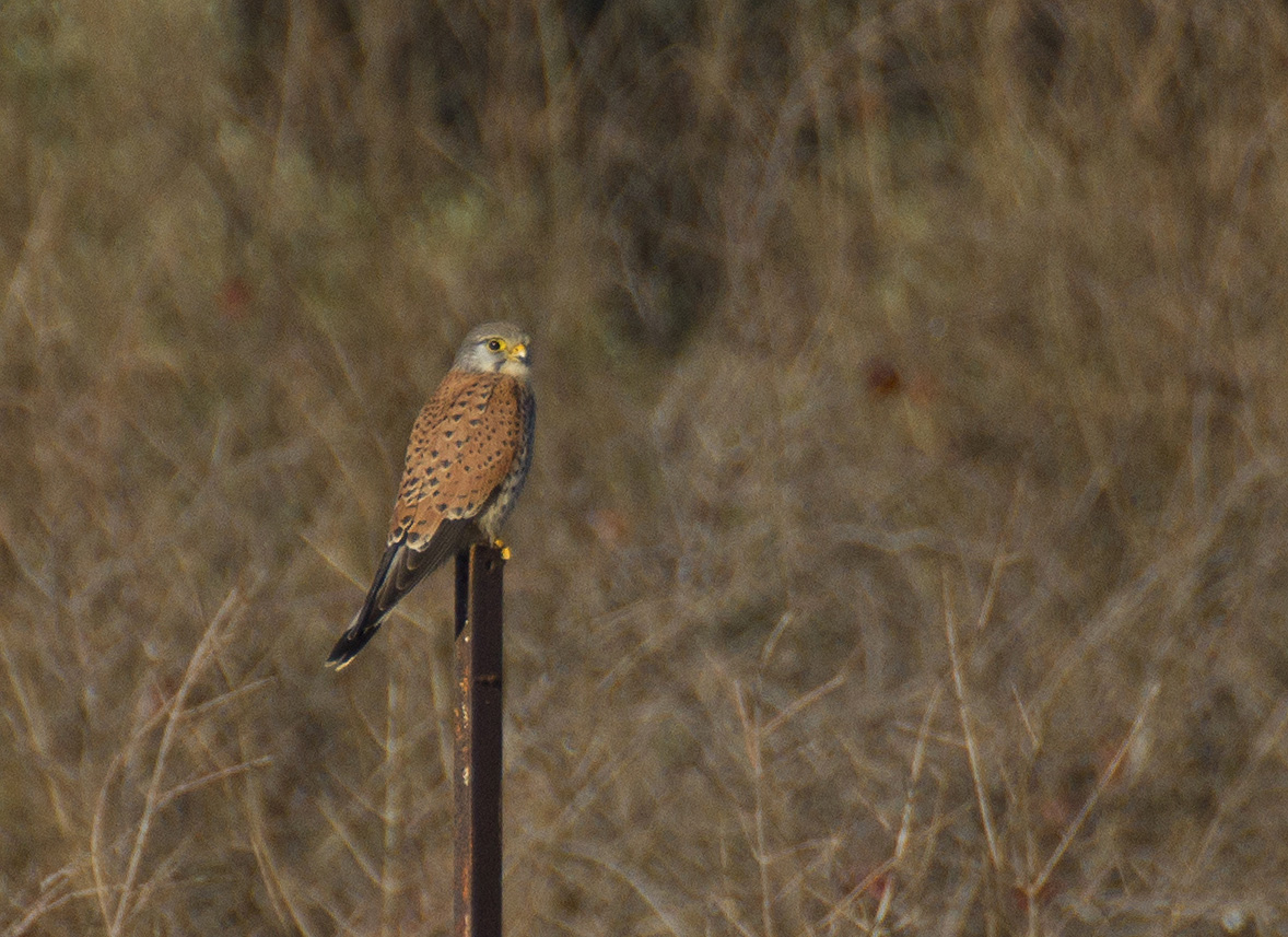 Common Kestrel