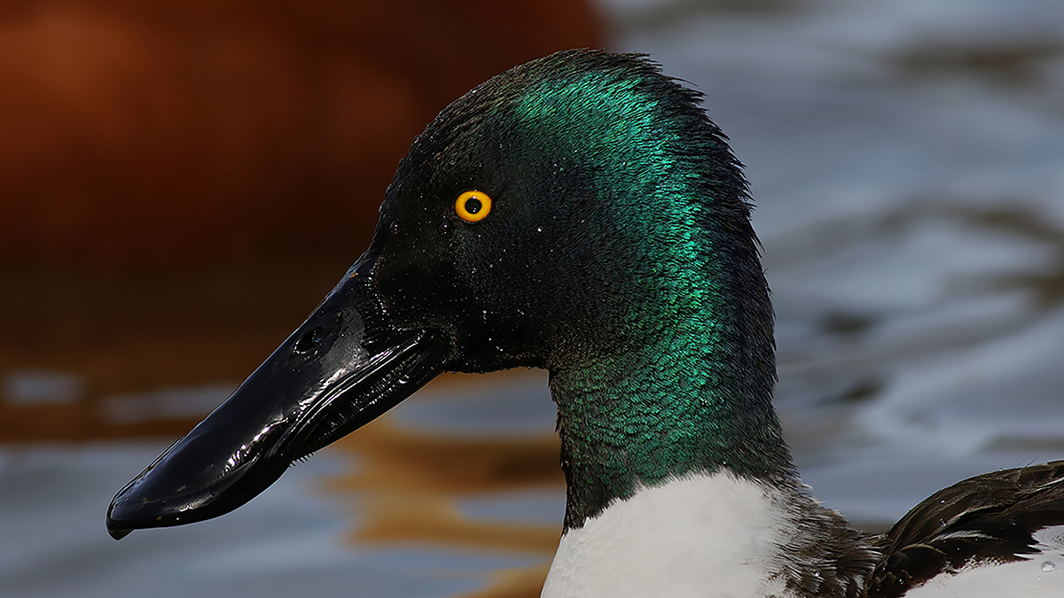 Northern Shoveler