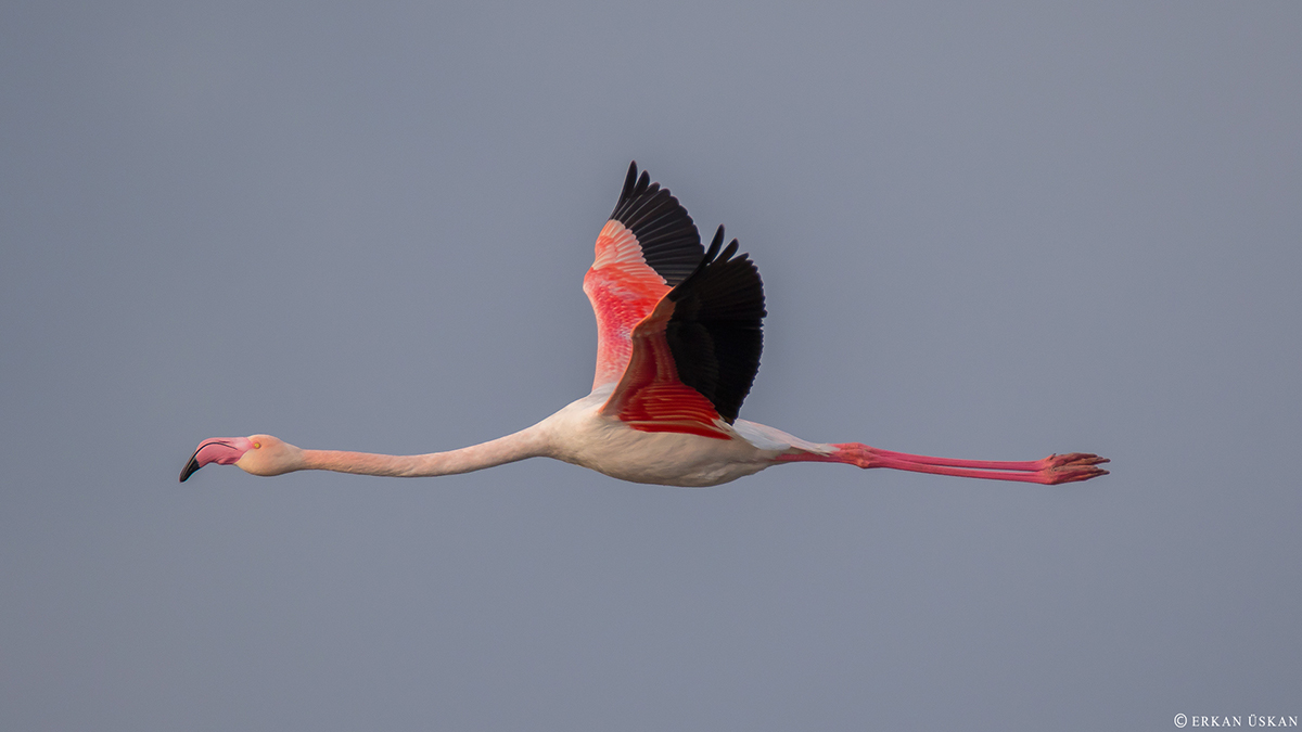 Greater Flamingo