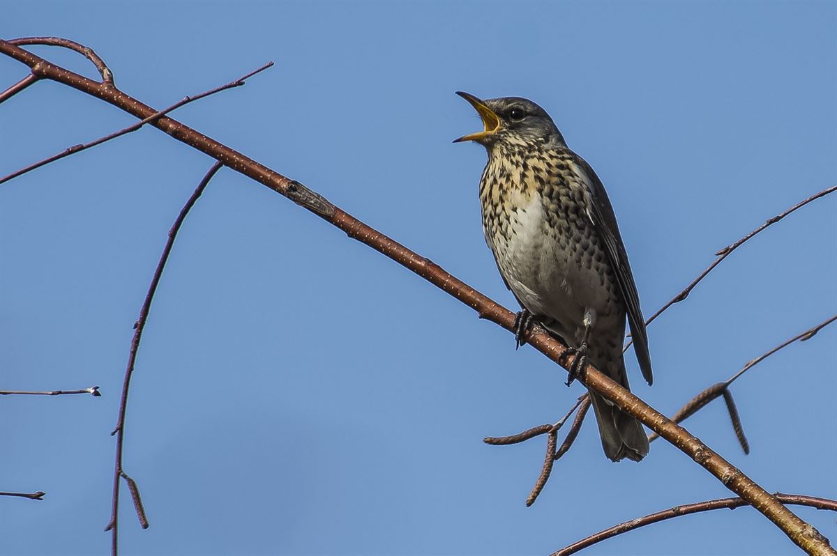 Fieldfare