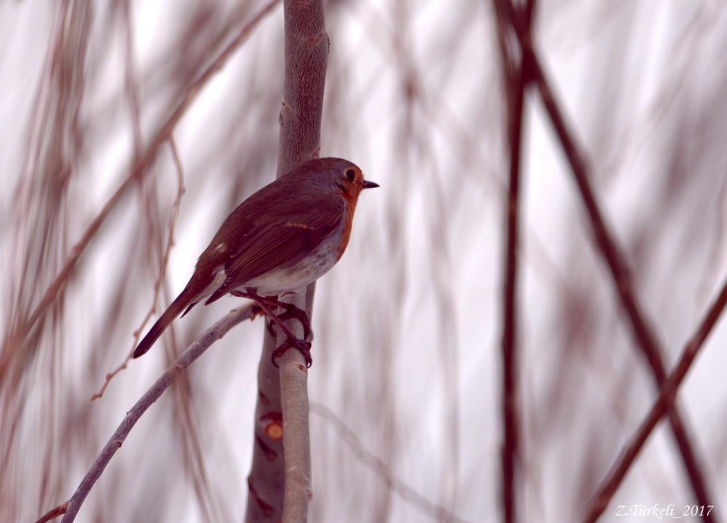 European Robin