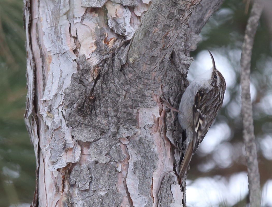 Short-toed Treecreeper