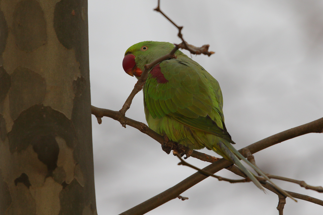 Alexandrine Parakeet