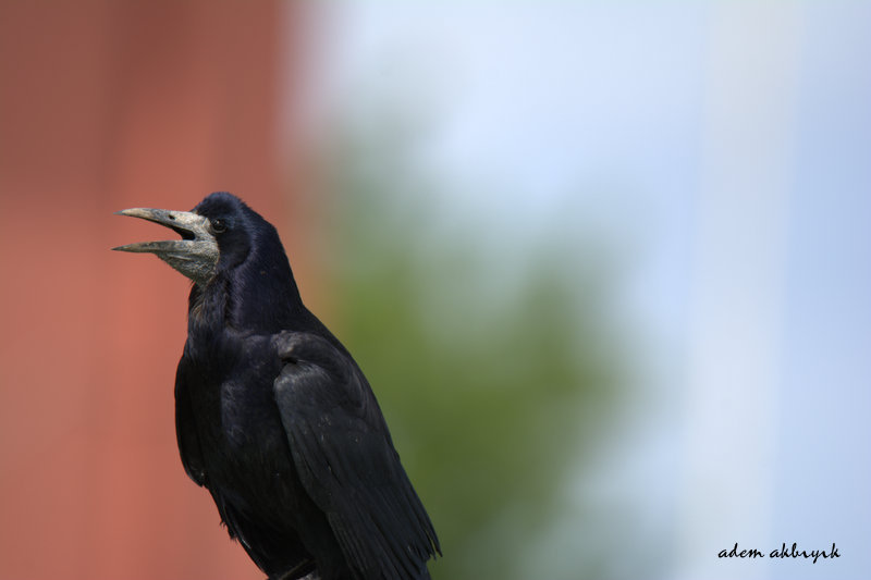 Rook