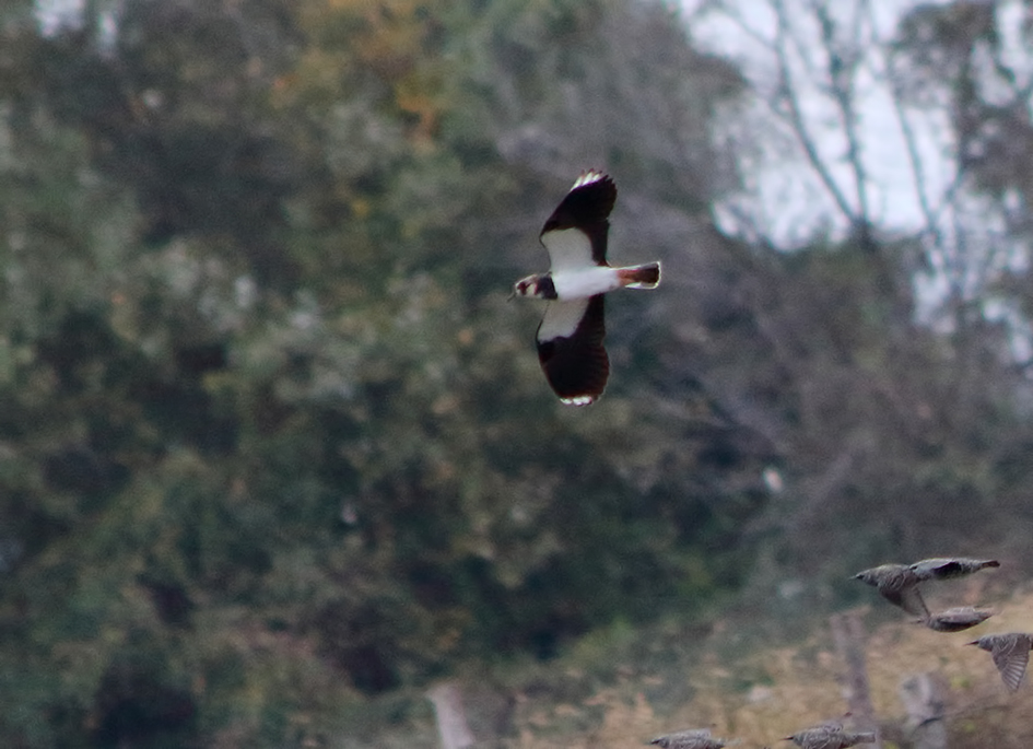 Northern Lapwing