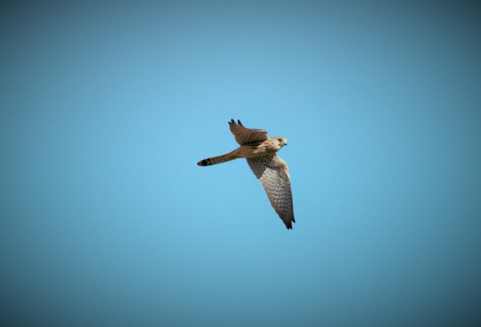 Common Kestrel
