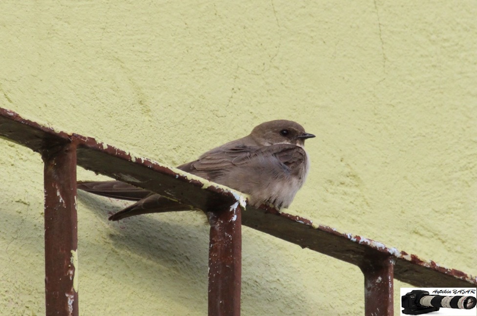 Eurasian Crag Martin