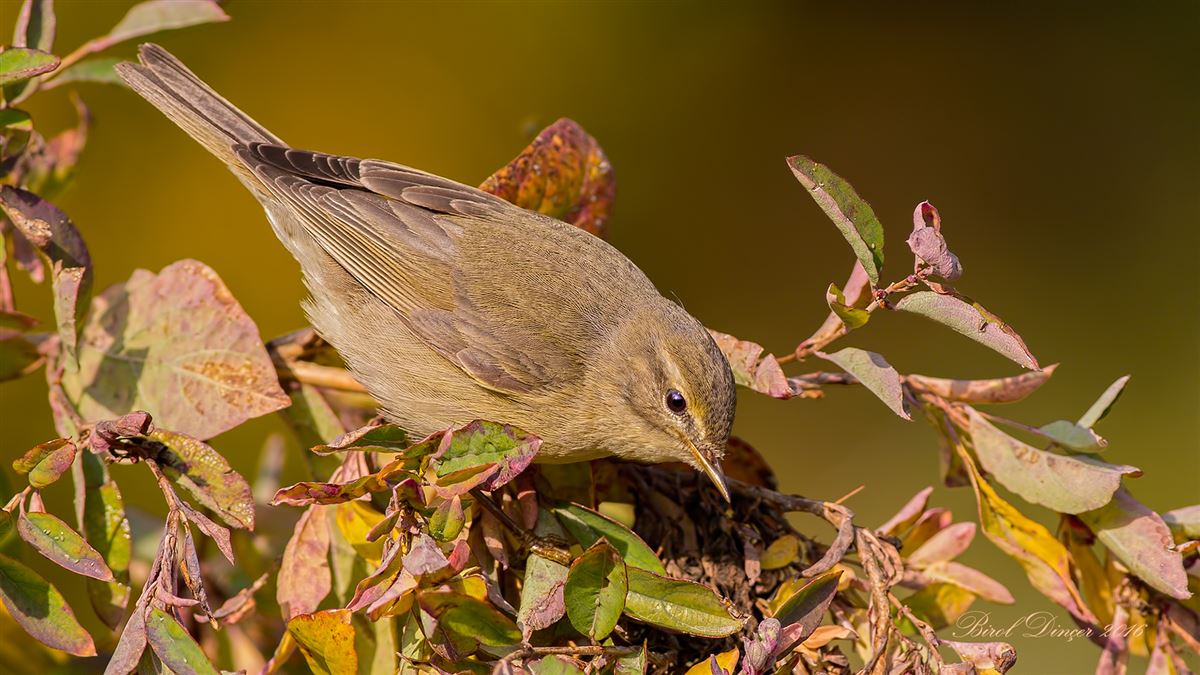 Common Chiffchaff