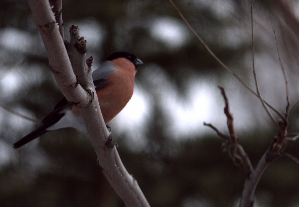 Eurasian Bullfinch
