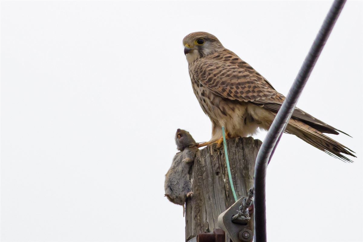 Common Kestrel