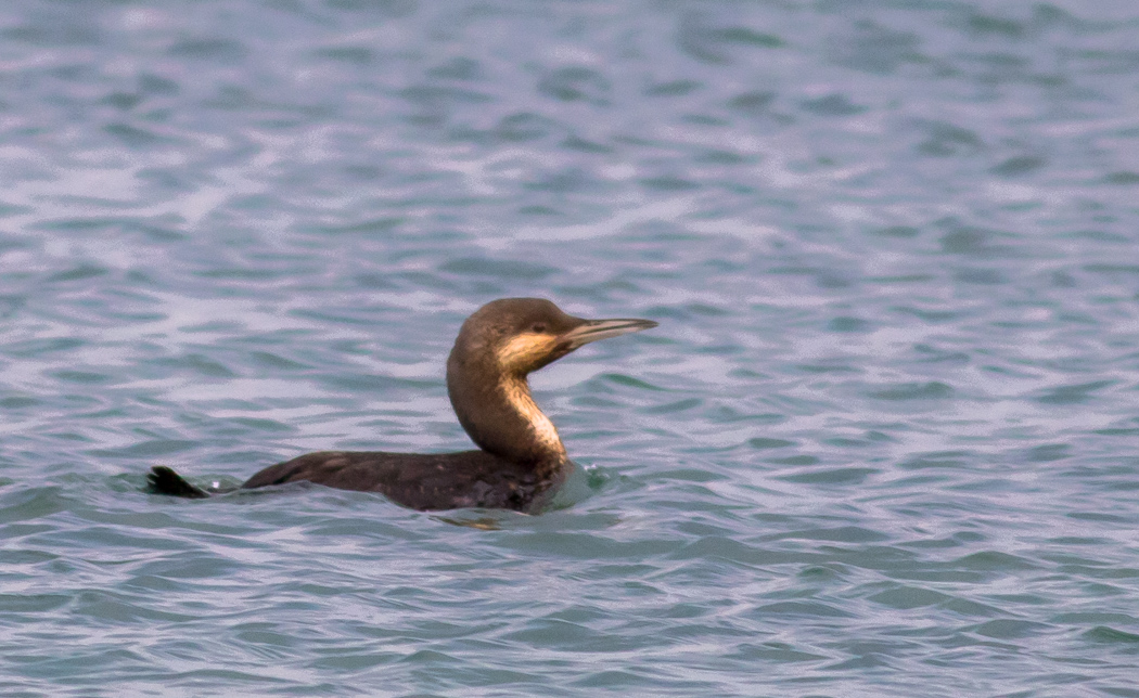 Black-throated Loon