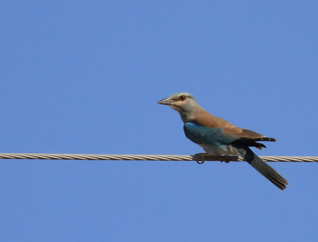European Roller