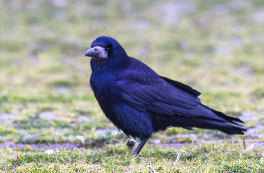 Rook