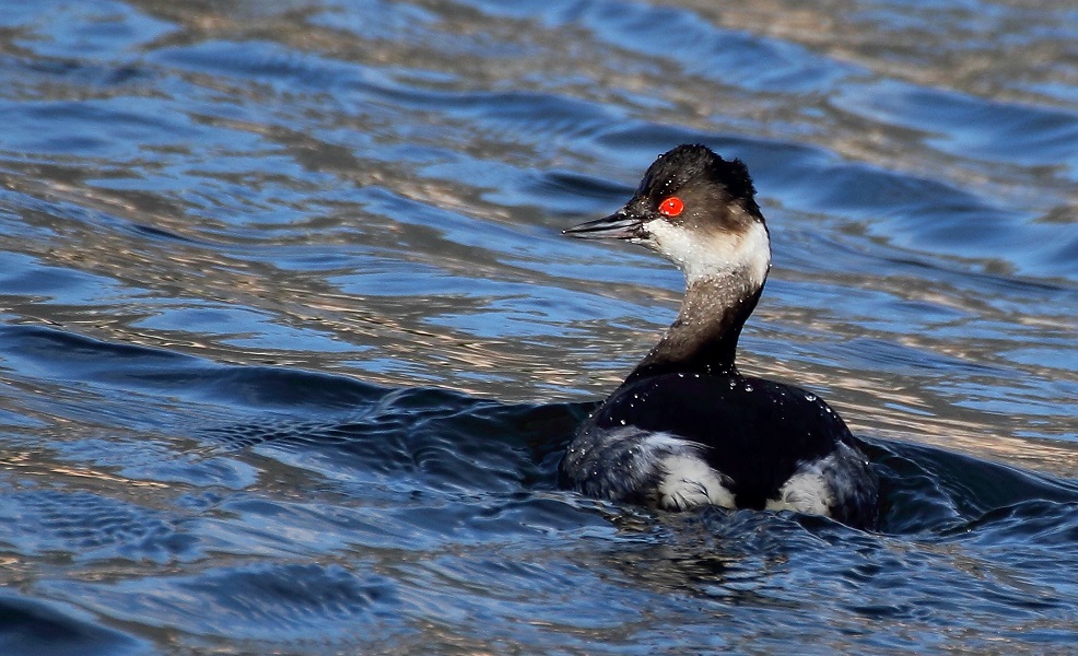 Black-necked Grebe
