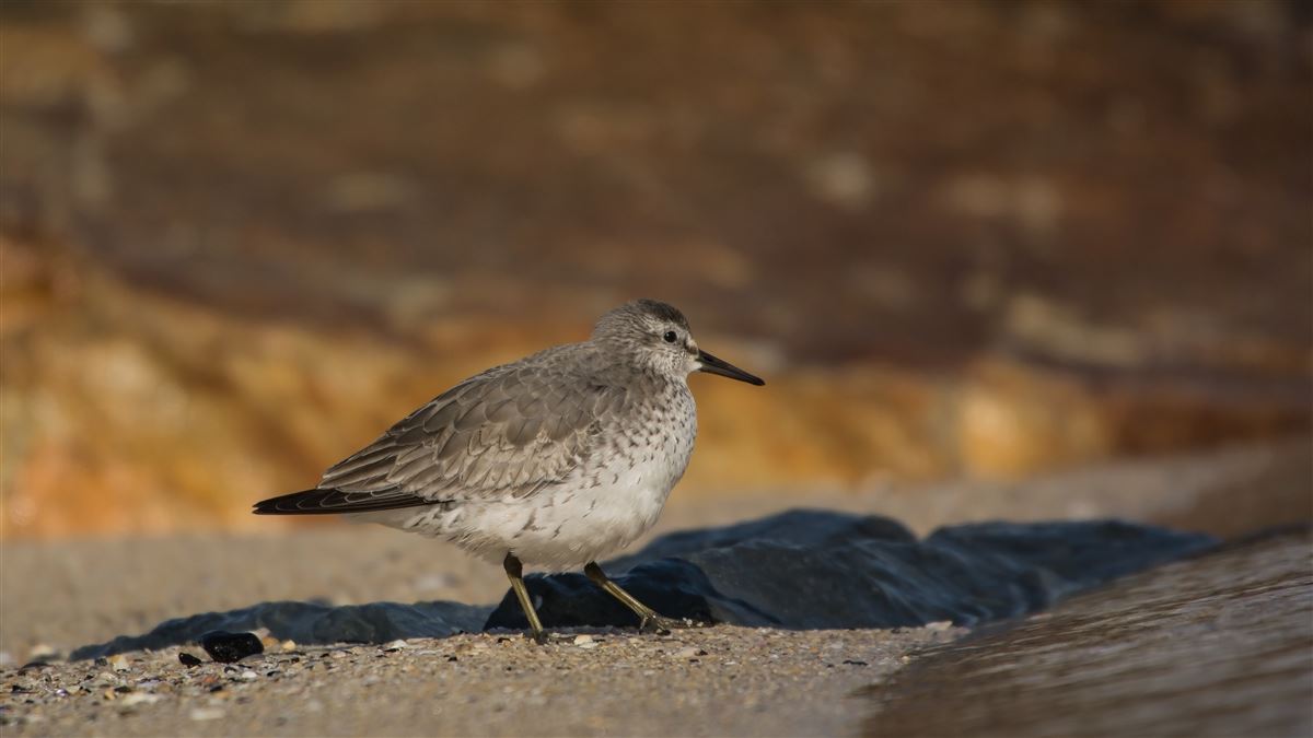 Red Knot