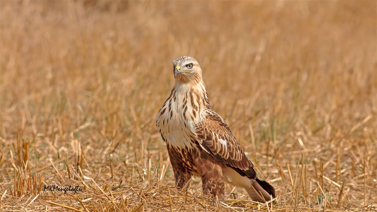 Long-legged Buzzard