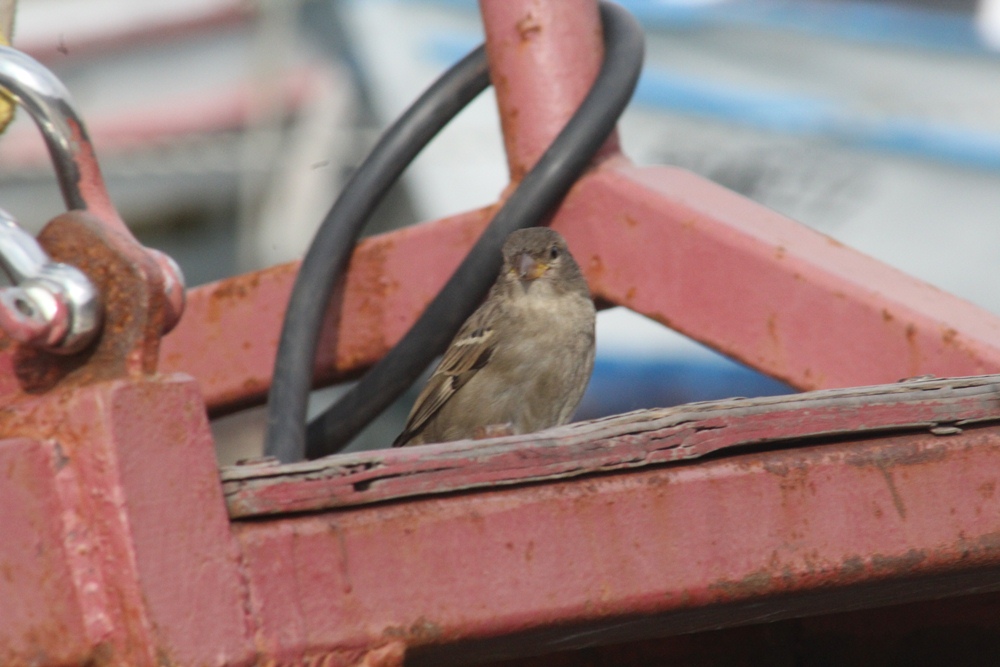 House Sparrow