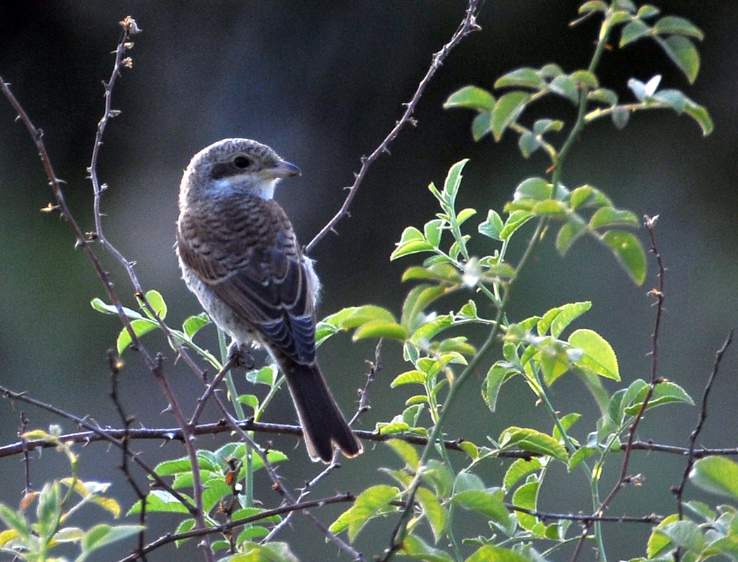 Red-backed Shrike