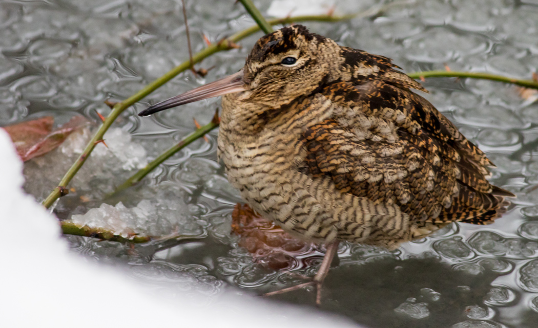 Eurasian Woodcock