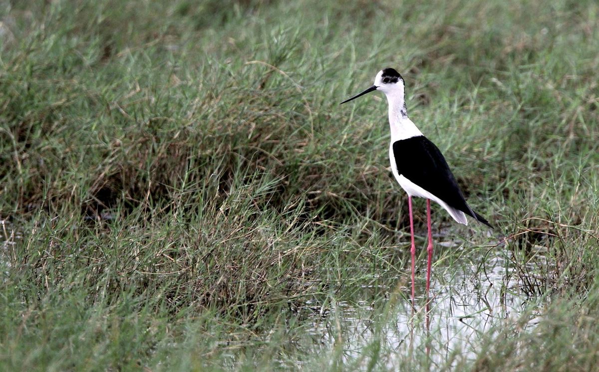 Black-winged Stilt