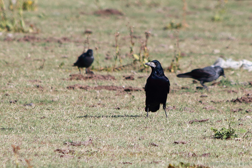 Rook