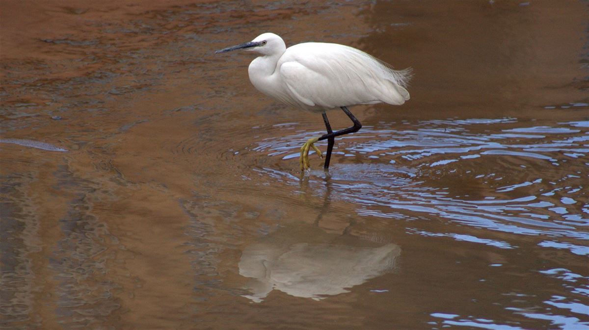 Little Egret