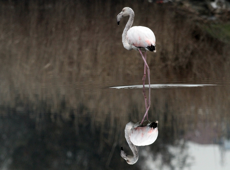 Greater Flamingo