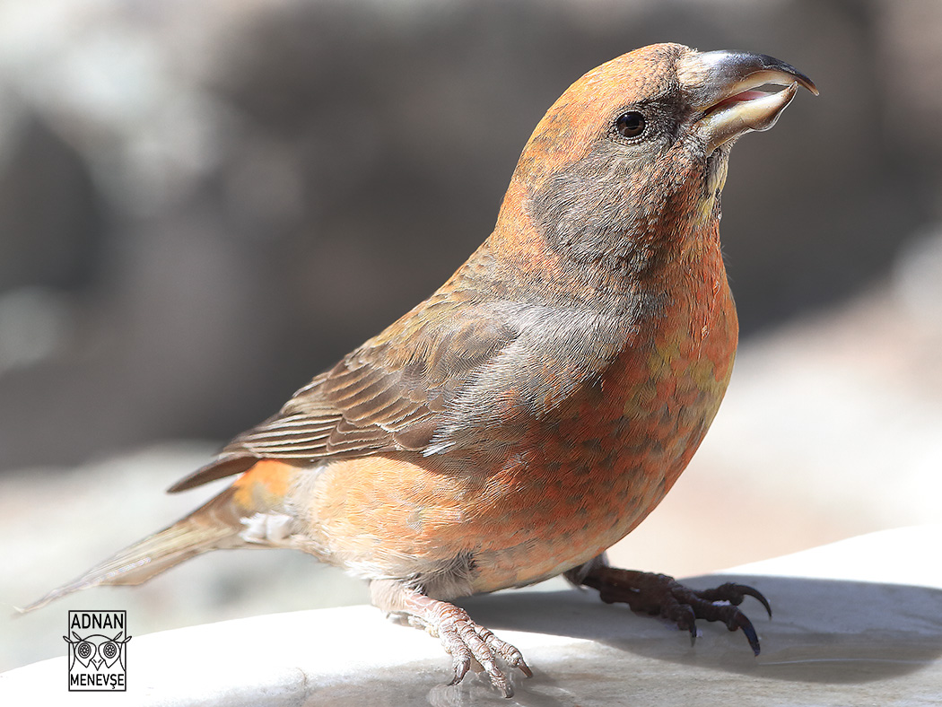 Red Crossbill