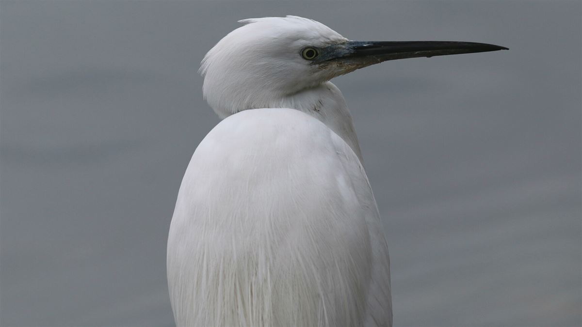 Little Egret