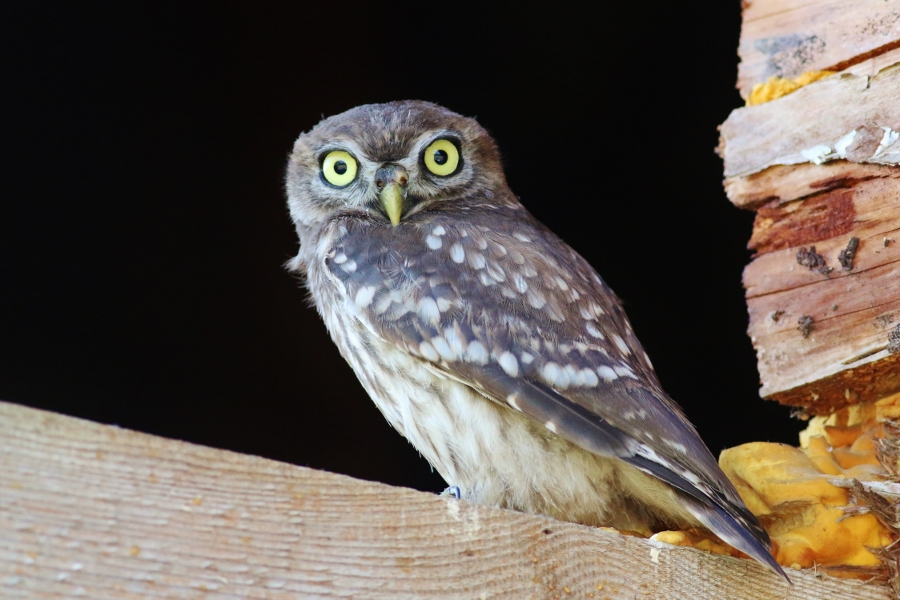 Little Owl
