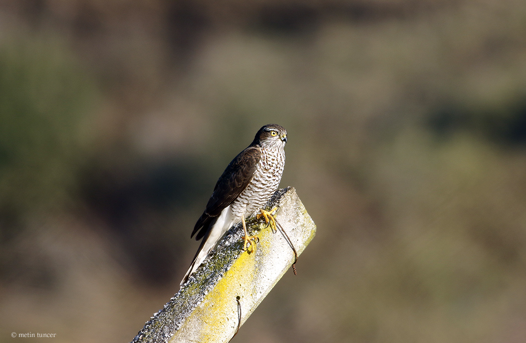 Eurasian Sparrowhawk