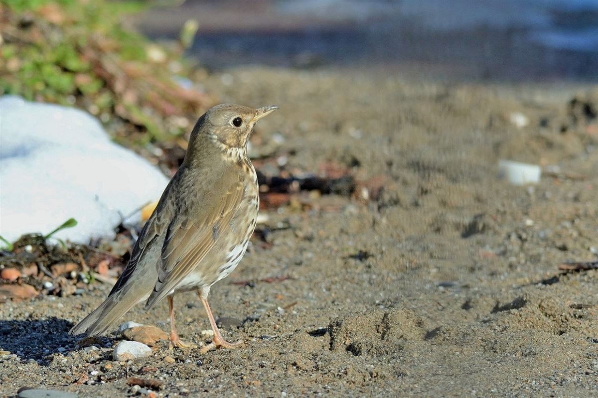 Song Thrush