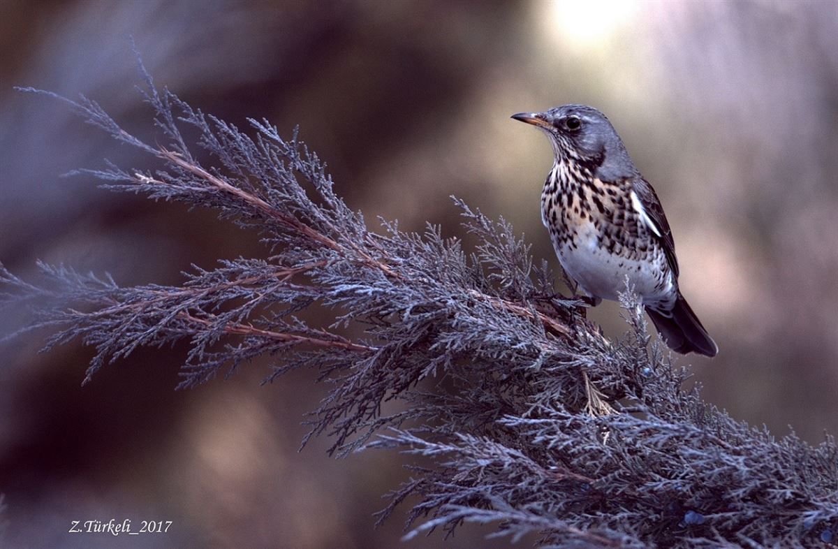 Fieldfare