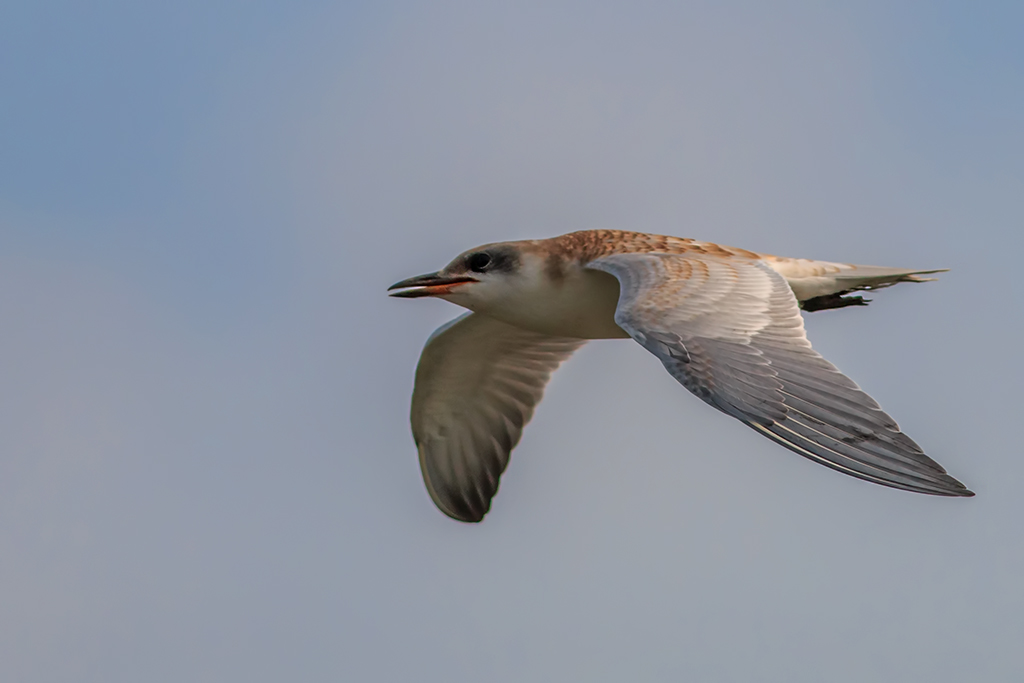 Whiskered Tern