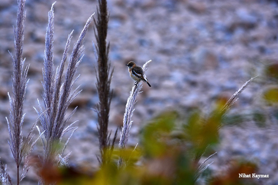 European Stonechat