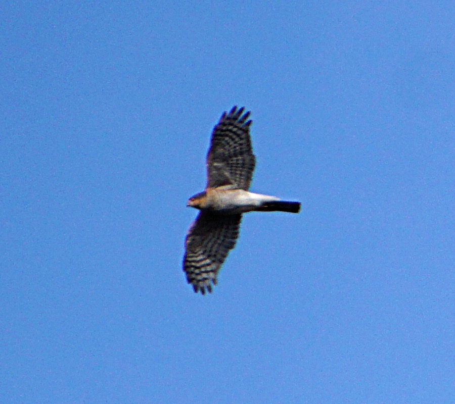 Eurasian Sparrowhawk