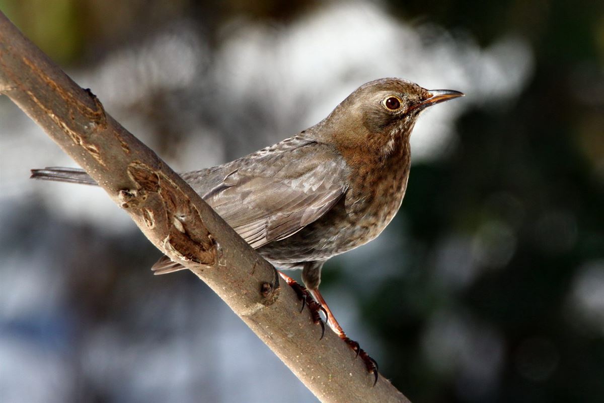 Common Blackbird