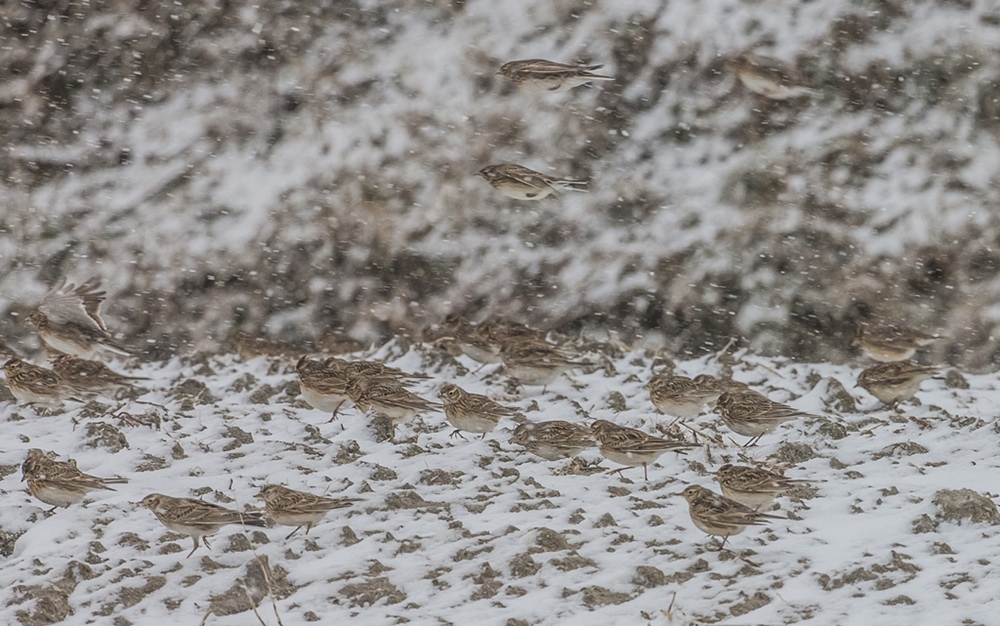 Eurasian Skylark