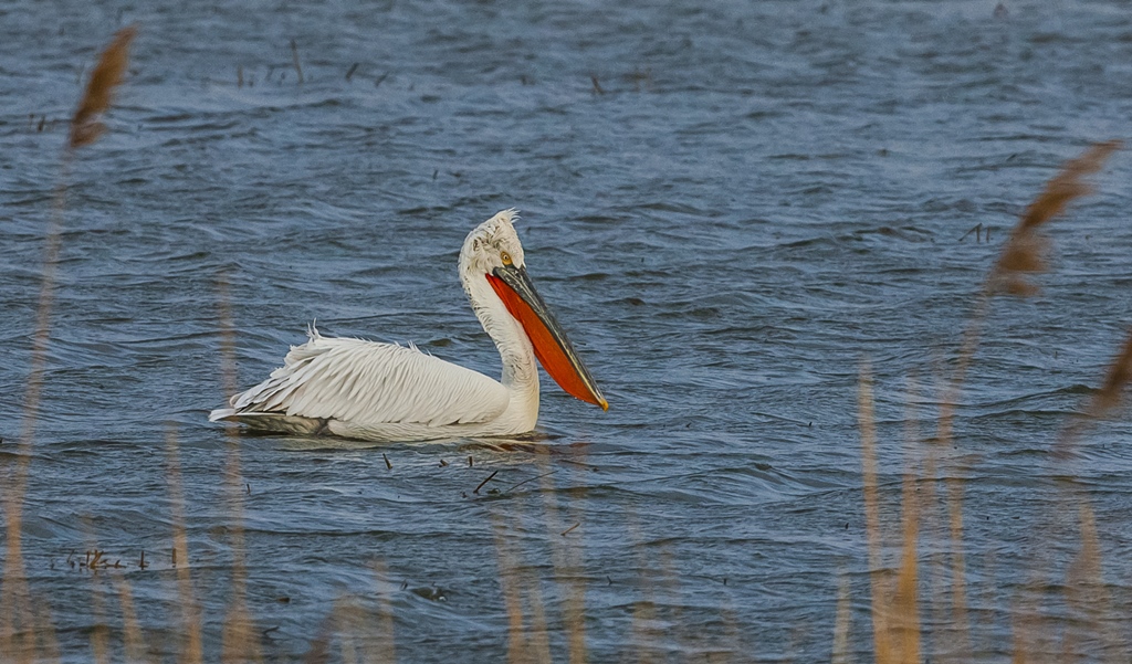 Dalmatian Pelican