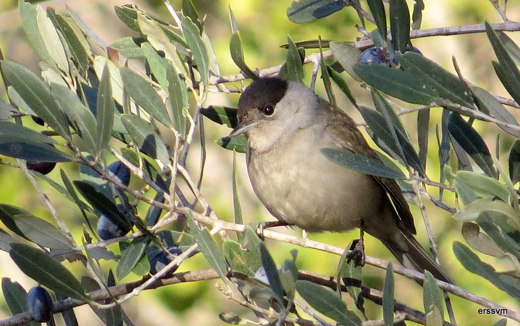 Eurasian Blackcap