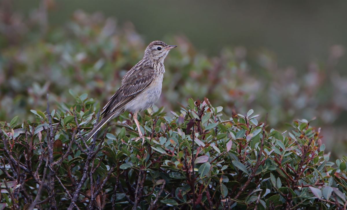 Blyth`s Pipit