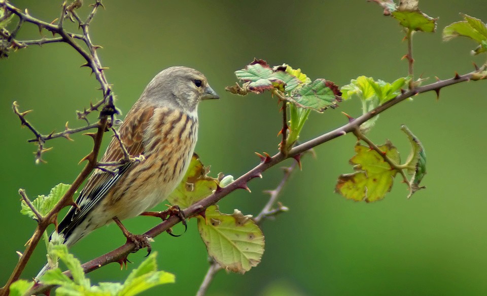Common Linnet