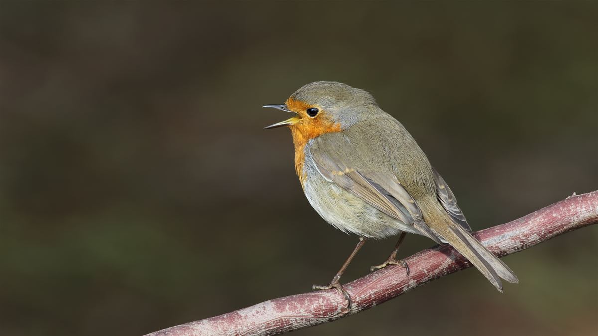 European Robin