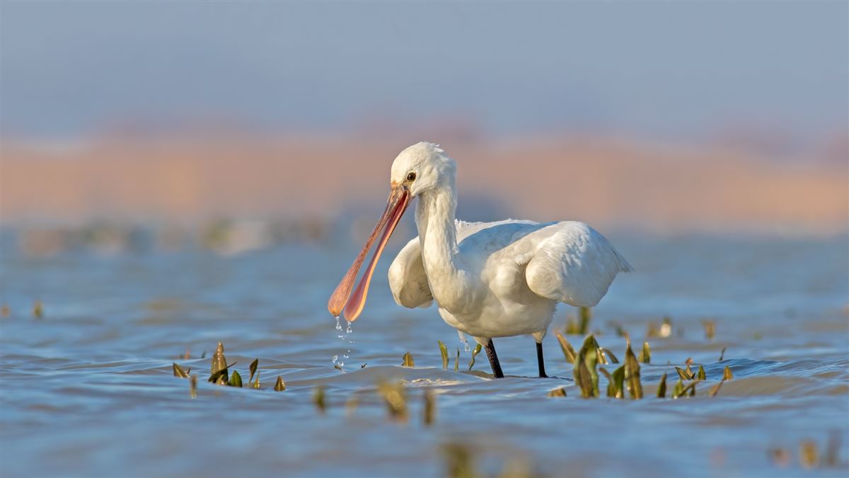Eurasian Spoonbill